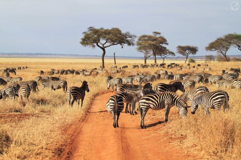 Tarangire National Park